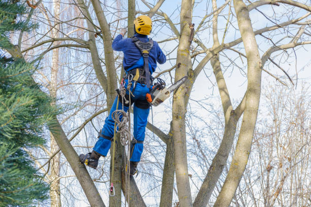 Trusted Palm Coast, FL Tree Removal Services Experts